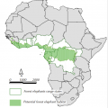 Habitat potentiel pour l'éléphant de forêt ('Hidden Giants : Forest (...)