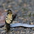 The old mine roads, still partly tarred, are a good place to see snakes in (...)