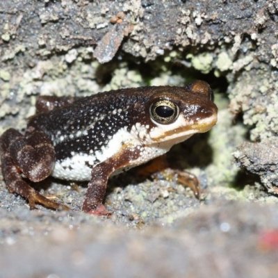 Crapaud vivipare des Mts Nimba, Réserve Naturelle Intégrale des Mts Nimba, Guinée. © M. Languy