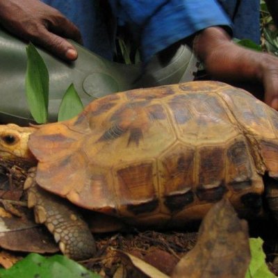 {Kinixys erosa} est une assez grande tortue terrestre, typique des forêts d'Afrique de l'Ouest et Centrale. © Lieven Devreese