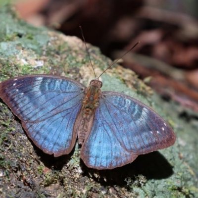 Une autre espèce endémique de la Haute Guinée : {Euriphene veronica}, de la famille des Nymphalidés. © M. Languy