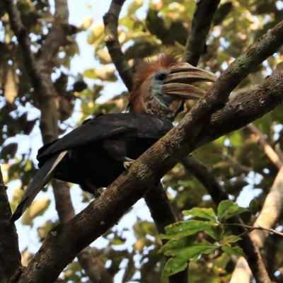 Le Calao à casque jaune (ici, une femelle à Gola NP, Liberia) est répandu dans les grands forêts de l'ouest du Cameroun à la Casamance. © M. Languy