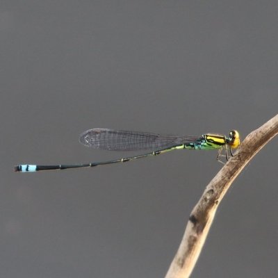 [fr]Avec son corps très fin et ses ailes repliées au repos, {Pseudagrion camerunense} est un représentant typique du sous-ordre des Demoiselles. On la retrouve surtout près des eaux stagnantes, parfois des rivières, dans les espaces ouverts des forêts, de la Sierra Leone au Gabon. © M. Languy[en]{Pseudagrion camerunense} is typical of the damselflies suborder with its very slender body and folded wings at rest. It is mostly found near stagnant water and sometimes rivers, in open areas of the forest, from Sierra Leone to Gabon. © M. Languy