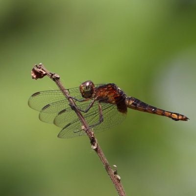 {Hadrothemis defecta}, un membre typique des Anisoptères. Elle fréquente les forêts d'Afrique de l'Ouest et Centrale. © M. Languy