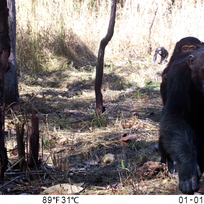 Le chimpanzé d'Afrique de l'Ouest (Pan Troglodytes verus)