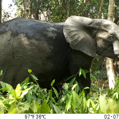 L'éléphant de forêt (Loxodonta-Cyclotis)