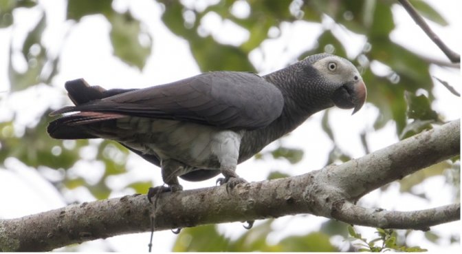 Perroquet gris du Timneh, Tiwai Island